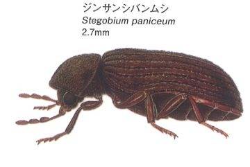 茶色くて小さなゴマのような虫はシバンムシかも⁈|株式会社ハウスドクター